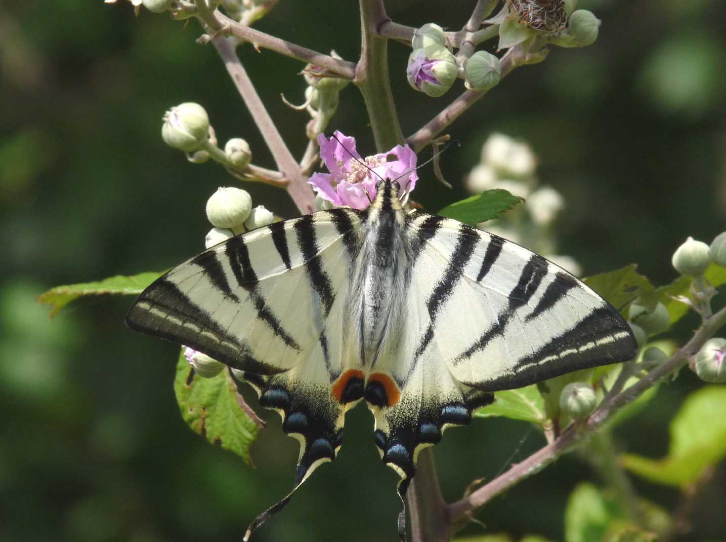 Iphiclides podalirius